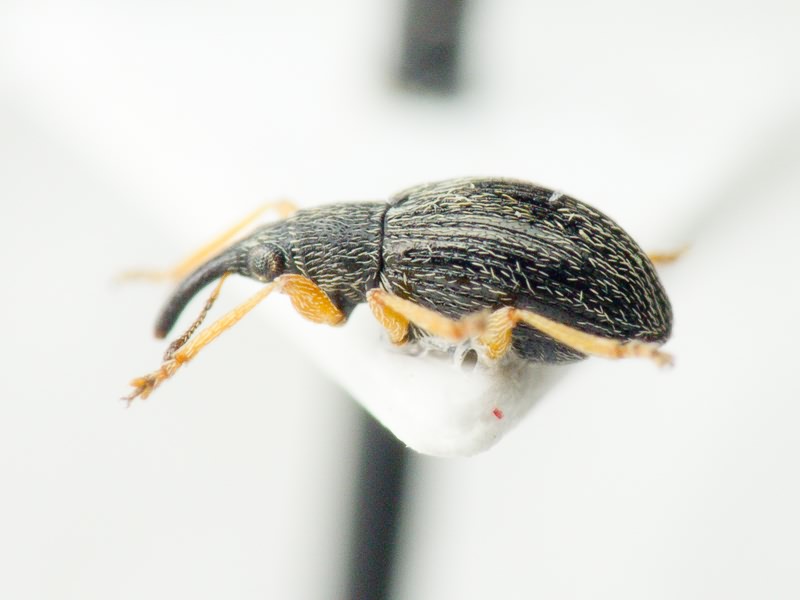 Kalcapion semivittatum (Gyllenhal, 1833)